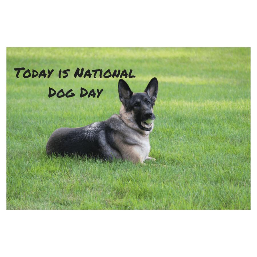 Today is National Dog&nbsp;Day