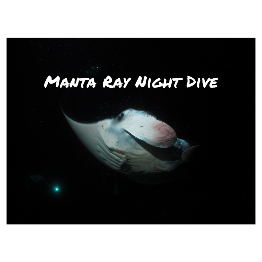 Manta Ray Night&nbsp;Dive
