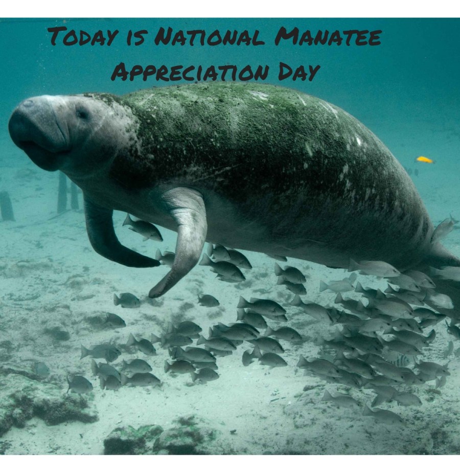 Today is National Manatee Appreciation&nbsp;Day!